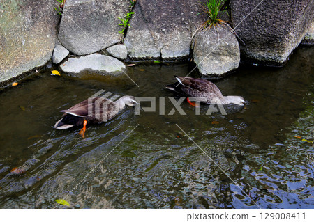Eastern Spot-billed Duck in Komatsugawa Sakaigawa Water Park in Tokyo, Japan 129008411