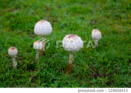 Macrolepiota procera in green lawn 129008413