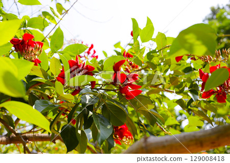 Erythrina crista galli red flower Erythrina crista galli red flower 129008418