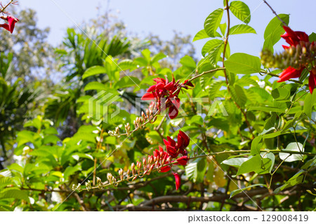 Erythrina crista galli red flower Erythrina crista galli red flower 129008419