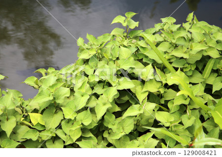 Green leaves of houttuynia herb plant 129008421