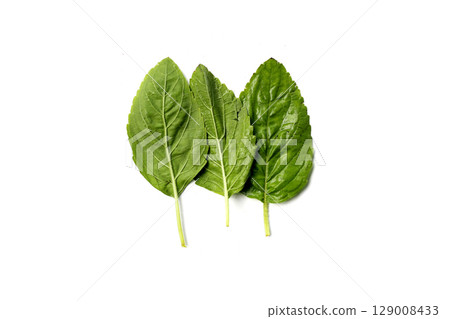 Holy basil leaves on white background. Holy basil leaves on white background. 129008433