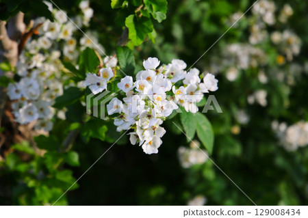 Wild white rose in Japanese garden 129008434