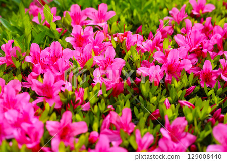 Pink and white azalea flowers blooming beautifully along a pedestrian sidewalk in Tokyo, Japan 129008440