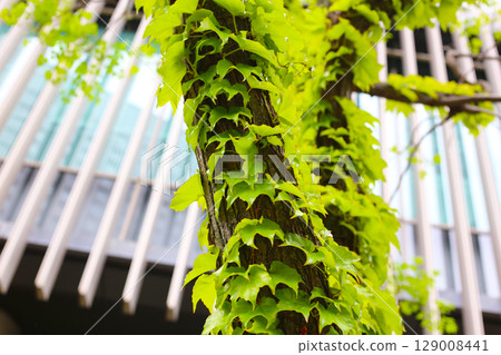 Fresh green ivy climbing up a tree trun Fresh green ivy climbing up a tree trun 129008441