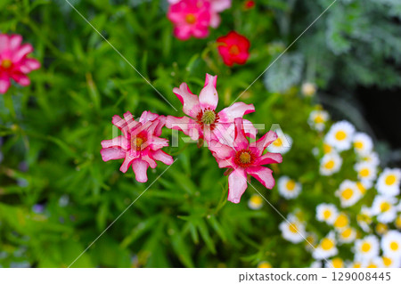 A variety of colorful flowers in full bloom at a park in Japan A variety of colorful flowers in full bloom at a park in Japan 129008445