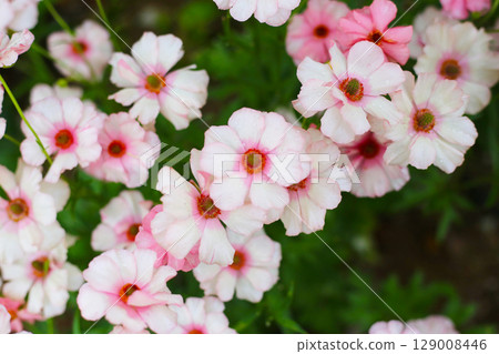 Ranunculus lux flower blooming in Japan park Ranunculus lux flower blooming in Japan park 129008446