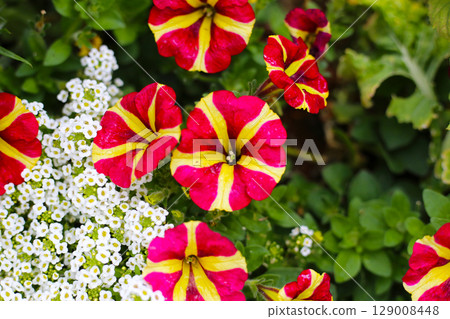 Petunia flower in the park 129008448