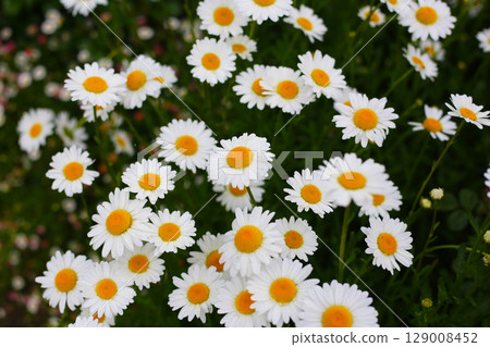 White daisies blooming in the Japanese garden White daisies blooming in the Japanese garden 129008452