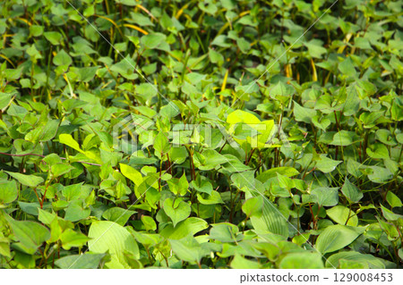 Houttuynia cordata plant, Houttuynia cordata Thunb. Houttuynia cordata plant, Houttuynia cordata Thunb. 129008453