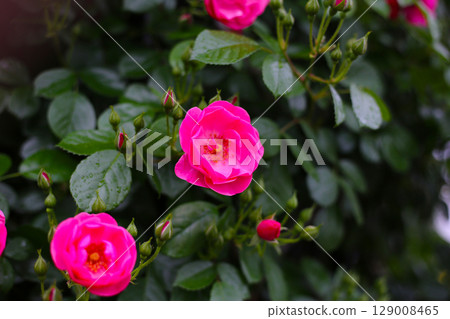 A beautiful rose bush in a public park in Japan A beautiful rose bush in a public park in Japan 129008465