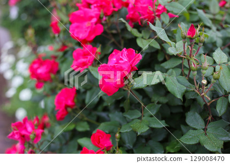 A beautiful rose bush in a public park in Japan 129008470