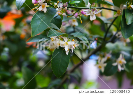 White flower of orange on tree 129008480