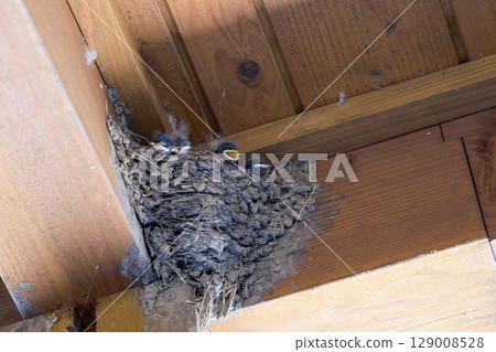 燕窩:剛孵出來的燕子雛鳥 燕窩:剛孵出來的燕子雛鳥 129008528