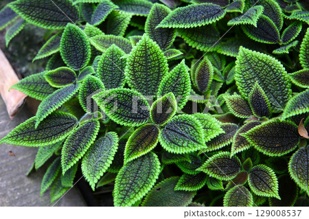 Pilea involucrata Moon Valley, Black and green leaves Pilea involucrata Moon Valley, Black and green leaves 129008537