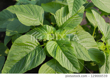 Green amaranth plant in the garden Green amaranth plant in the garden 129008539