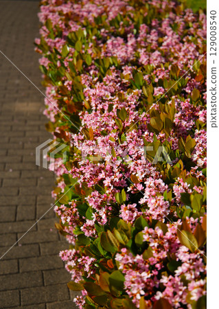 Rhaphiolepis indica flowers blooming beautifully along a pedestrian sidewalk in Tokyo, Japan Rhaphiolepis indica flowers blooming beautifully along a pedestrian sidewalk in Tokyo, Japan 129008540