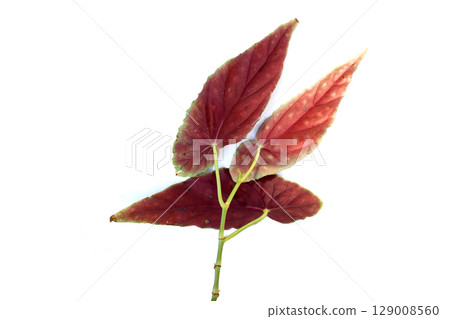 Begonia maculata leaves on white background. Begonia maculata leaves on white background. 129008560