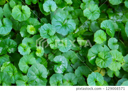 Viola hederacea or Viola Banksii 129008571