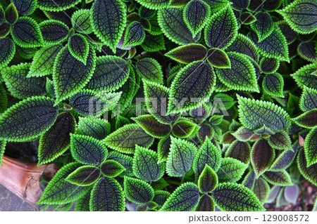 Pilea involucrata Moon Valley, Black and green leaves 129008572