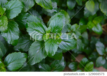 Scutellaria longituba in Japanese garden 129008573
