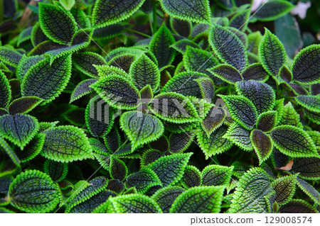 Pilea involucrata Moon Valley, Black and green leaves Pilea involucrata Moon Valley, Black and green leaves 129008574
