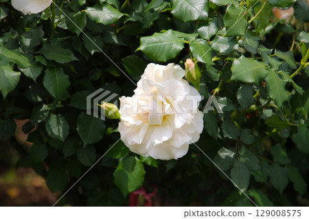 Beautiful roses in full bloom at the Japan Rose Garden. 129008575