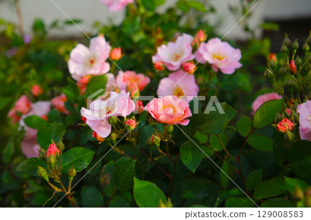 A beautiful rose bush in a public park in Japan A beautiful rose bush in a public park in Japan 129008583