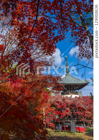秋天的京都、青棱寺（佐賀釋迦堂）、秋葉和多寶塔 129008636