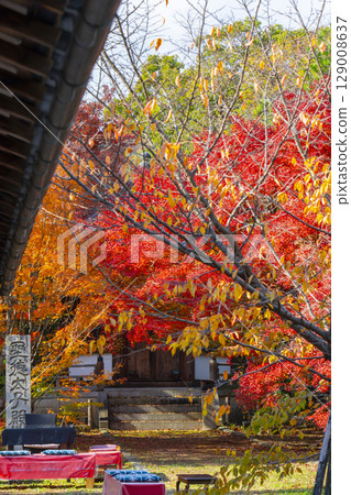 Kyoto in autumn, Seiryoji Temple (Saga Shakado), autumn leaves and Prince Shotokuden 129008637