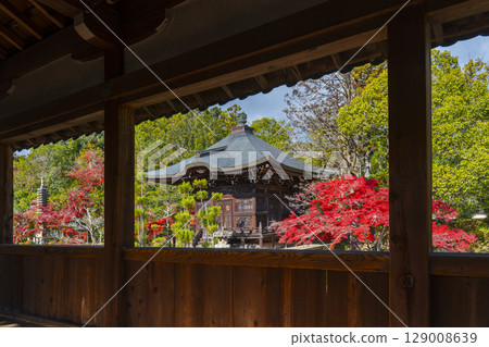 秋天的京都,清涼寺(佐賀釋迦堂),從走廊上看到的弁天堂 秋天的京都,清涼寺(佐賀釋迦堂),從走廊上看到的弁天堂 129008639