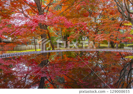 Autumn in Kyoto: Reflections of autumn leaves at Seiryoji Temple (Saga Shakado Hall) Autumn in Kyoto: Reflections of autumn leaves at Seiryoji Temple (Saga Shakado Hall) 129008655