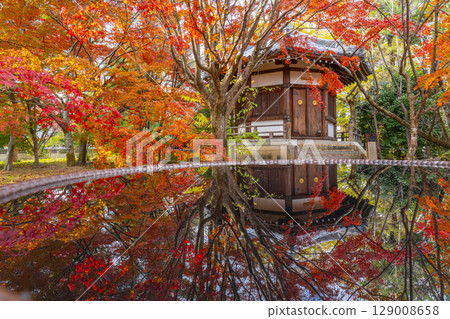 Kyoto in autumn, Seiryoji Temple (Saga Shakado), autumn leaves and Prince Shotokuden 129008658