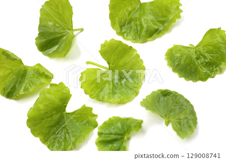 Gotu kola plant, Fresh green leaves of herb Gotu kola plant, Fresh green leaves of herb 129008741