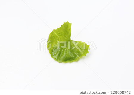 Gotu kola plant, Fresh green leaves of herb 129008742