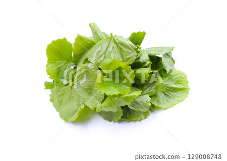 Gotu kola plant, Fresh green leaves of herb Gotu kola plant, Fresh green leaves of herb 129008748
