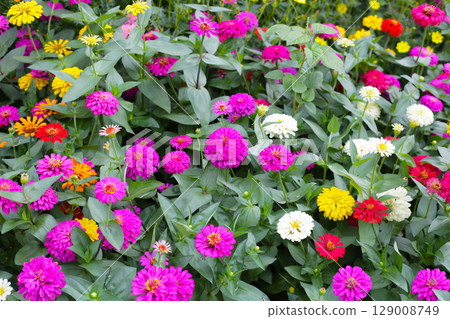 Colorful zinnias in full bloom Colorful zinnias in full bloom 129008749