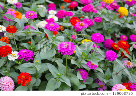 A vibrant zinnia garden in full bloom 129008750