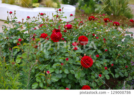 A beautiful rose bush in a public park in Japan A beautiful rose bush in a public park in Japan 129008786