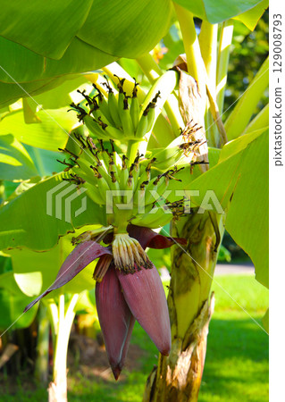 A cluster of green bananas hanging from a banana tree 129008793