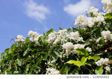 Coral vine, Mexican creeper, Chain of love, Pink vine, Honolulu Creeper 129008802