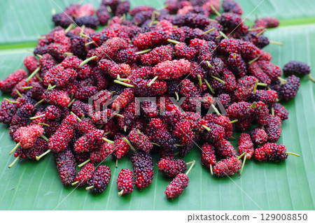 Fresh mulberry on white background. 129008850