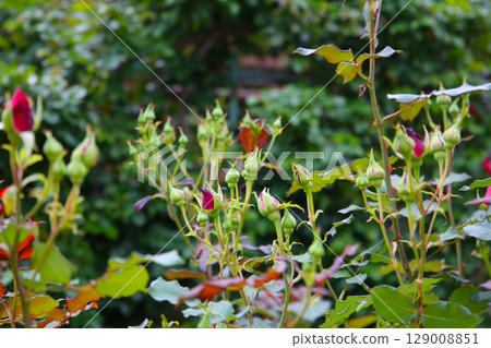 Many rose buds in a public park in Japan Many rose buds in a public park in Japan 129008851