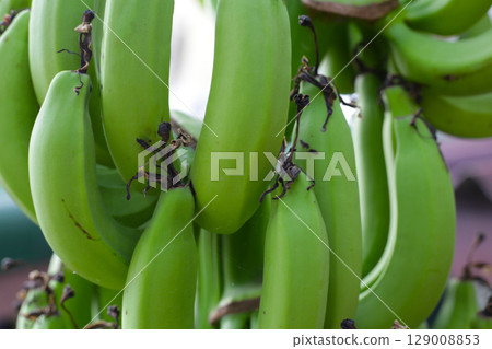 A young banana cluster with a purple banana blossom hanging below 129008853