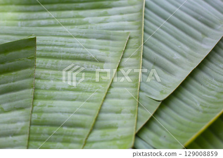 Stacked banana leaves, commonly used in traditional cooking. 129008859
