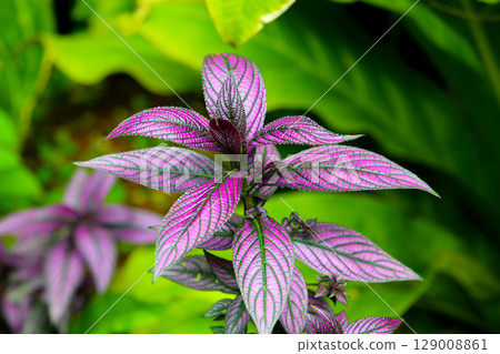 Close-up of Persian shield plant Close-up of Persian shield plant 129008861