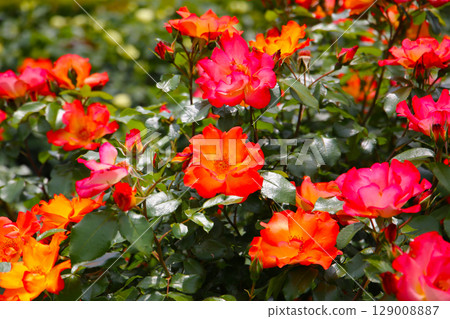 Beautiful roses in full bloom at the Japan Rose Garden. Beautiful roses in full bloom at the Japan Rose Garden. 129008887