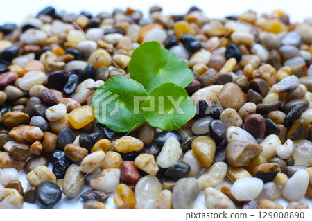 Fresh gotu kola leaves on pebbles. Fresh gotu kola leaves on pebbles. 129008890