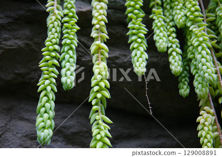 Sedum morganianum, beautiful succulent plant 129008891
