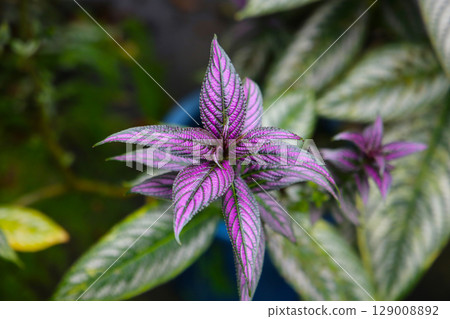 Close-up of Persian shield plant Close-up of Persian shield plant 129008892